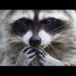 Дмитрий Боженов